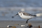 Sanderling