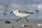 Sanderling