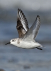 Sanderling