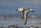 Sanderling