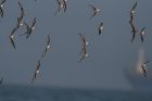 Sanderling