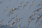 Sanderling