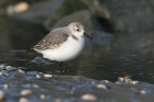 Sanderling