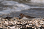 Sanderling