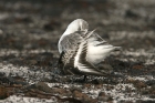 Sanderling