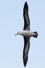 Schwarzbrauenalbatros