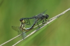 Schwarze Heidelibelle