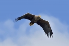 Seeadler