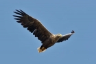 Seeadler