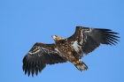 Seeadler