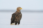 Seeadler