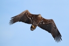 Seeadler