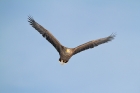 Seeadler