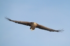 Seeadler