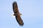 Seeadler