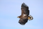 Seeadler