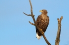 Seeadler