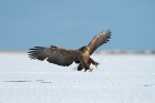 Seeadler