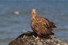 Seeadler