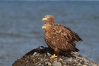 Seeadler