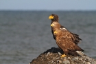 Seeadler