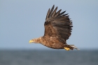 Seeadler