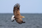 Seeadler