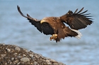 Seeadler