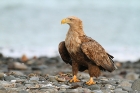 Seeadler