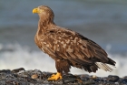 Seeadler