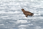 Seeadler