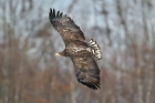 Seeadler