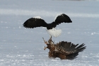 Seeadler