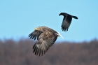 Seeadler