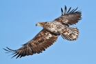 Seeadler