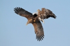 Seeadler