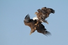 Seeadler