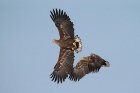 Seeadler