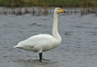 Singschwan