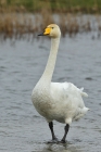 Singschwan