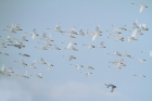 Singschwan