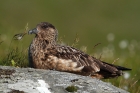 Skua