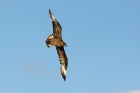 Skua