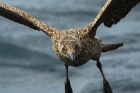 Skua