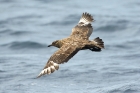 Skua