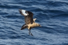 Skua