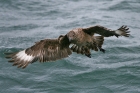 Skua