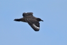 Skua