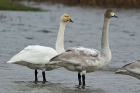 Singschwan