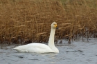 Singschwan